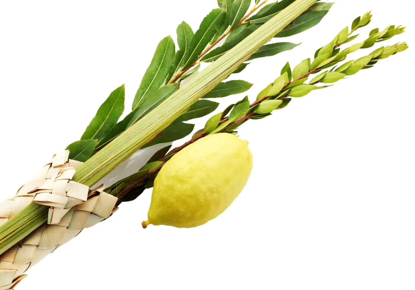 Lulav & Etrog Set — Aleph (א)